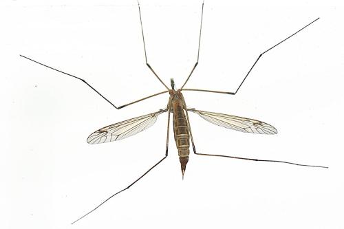 Réf. 318 186 : Tipula sp.
